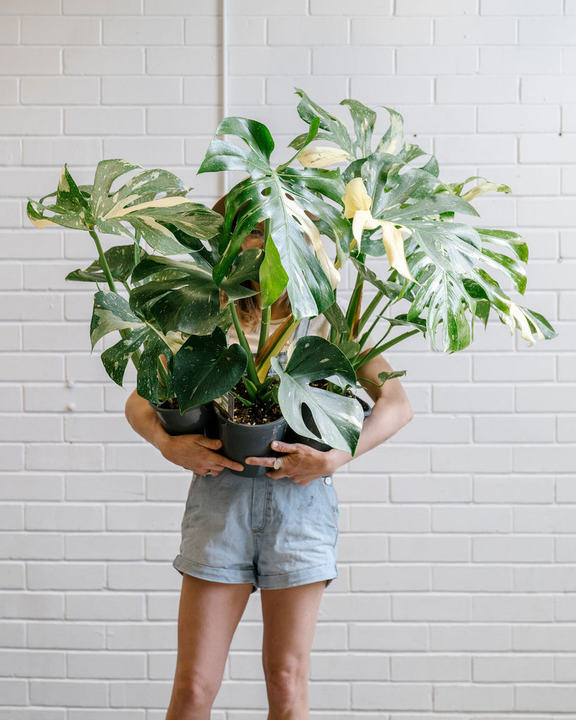 WIN: A VARIEGATED MONSTERA!